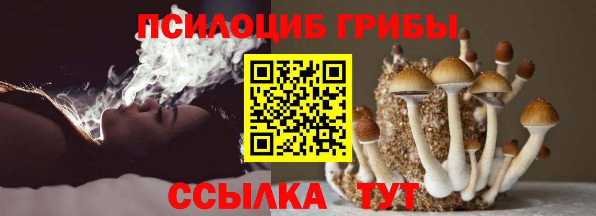 Псилоцибиновые грибы Cubensis Вязники